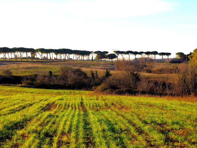 Foto di Franco Leggeri- Campagna Romana Viale dei pini Torre della BOTTACCIA-