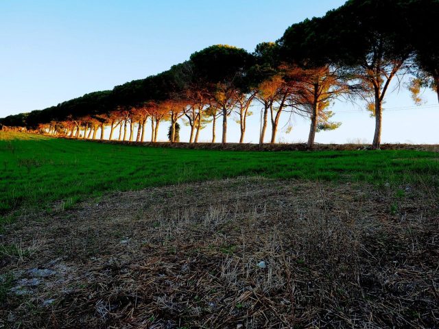 Foto di Franco Leggeri- Campagna Romana Viale dei pini Torre della BOTTACCIA-