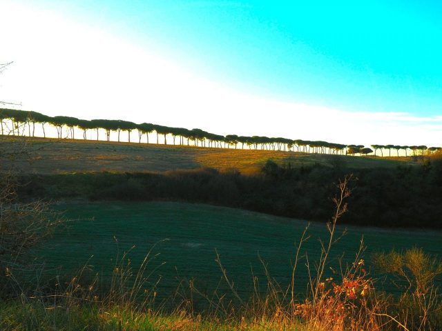 Foto di Franco Leggeri- Campagna Romana Viale dei pini Torre della BOTTACCIA-