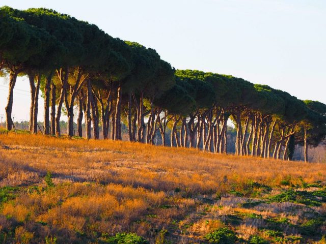 Foto di Franco Leggeri- Campagna Romana Viale dei pini Torre della BOTTACCIA-