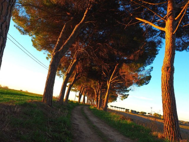 Foto di Franco Leggeri- Campagna Romana Viale dei pini Torre della BOTTACCIA-