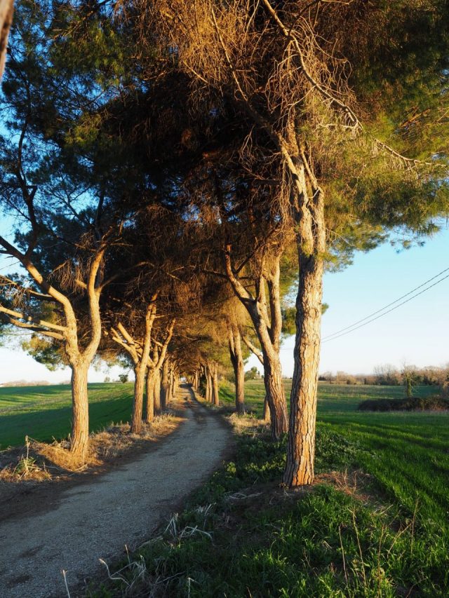 Foto di Franco Leggeri- Campagna Romana Viale dei pini Torre della BOTTACCIA-