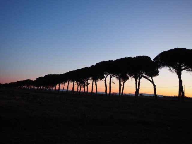 Foto di Franco Leggeri- Campagna Romana Viale dei pini Torre della BOTTACCIA-