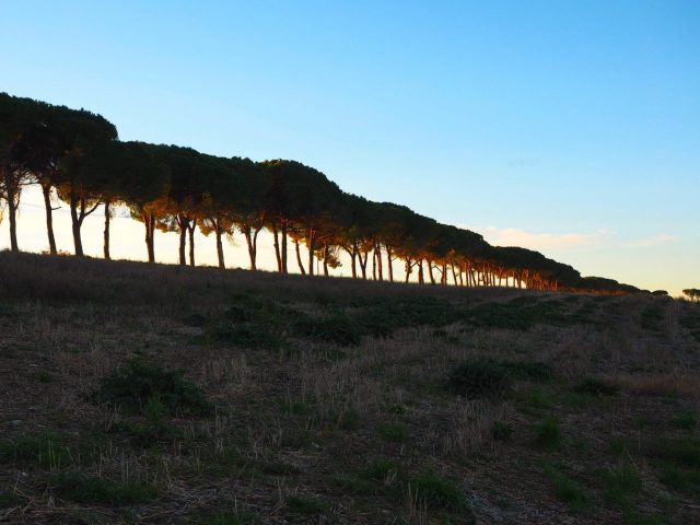 Foto di Franco Leggeri- Campagna Romana Viale dei pini Torre della BOTTACCIA-