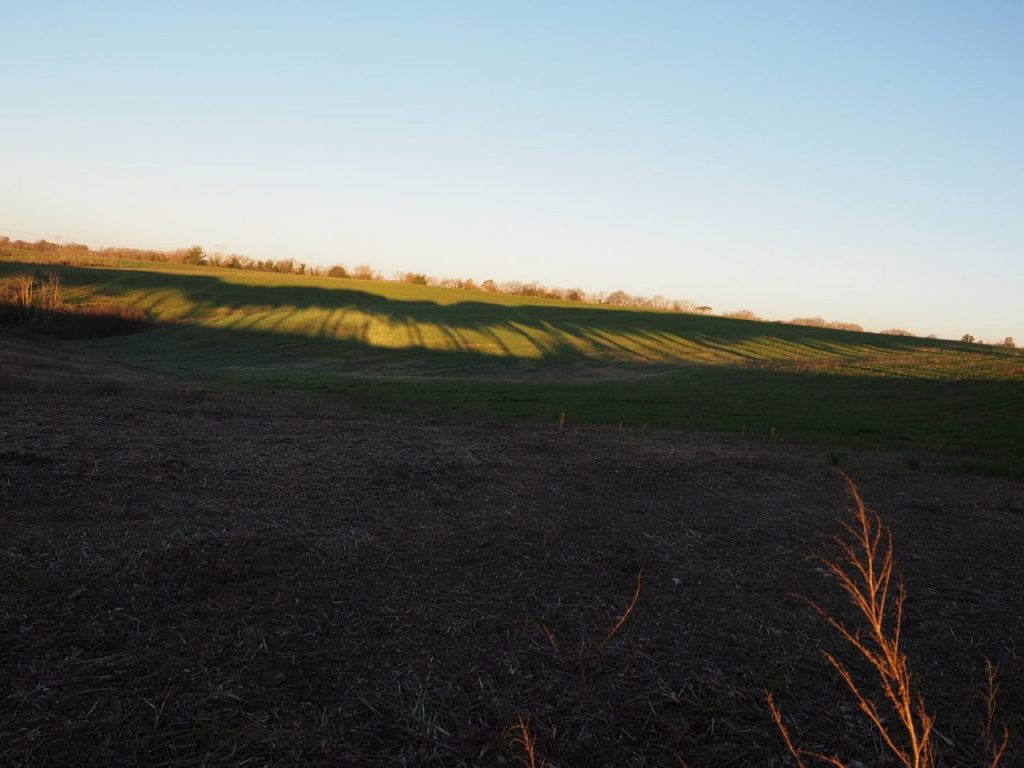 Foto di Franco Leggeri- Campagna Romana Viale dei pini Torre della BOTTACCIA-