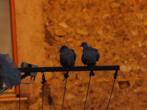 Castelnuovo di Farfa e i suoi particolari