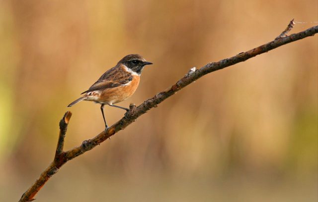 Riserva Naturale Regionale Tevere Farfa