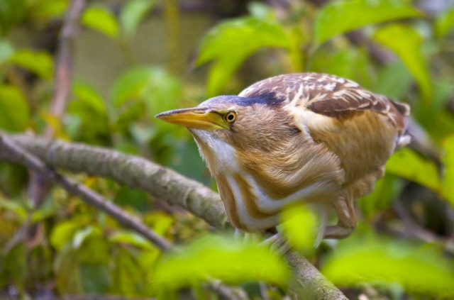 Riserva Naturale Regionale Tevere Farfa