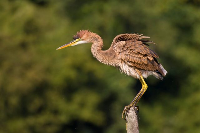 Riserva Naturale Regionale Tevere Farfa