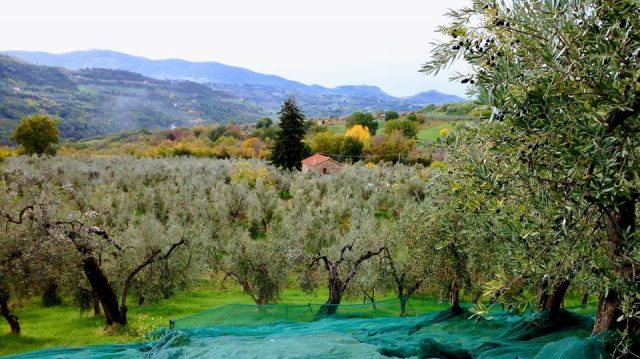 Azienda Agricola di Laura PETROCCHI