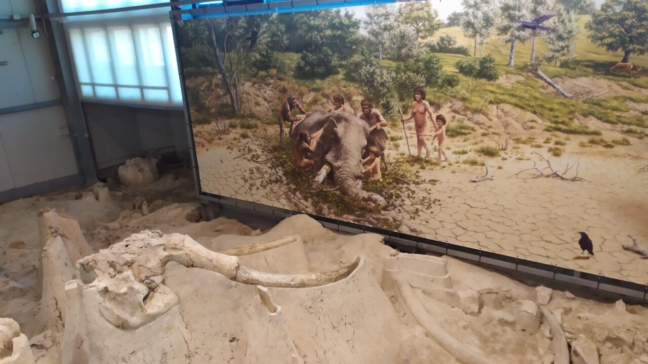 Associazione  CORNELIA ANTIQUA: Apertura straordinaria del Museo Paleontologico “La Polledrara di Cecanibbio”