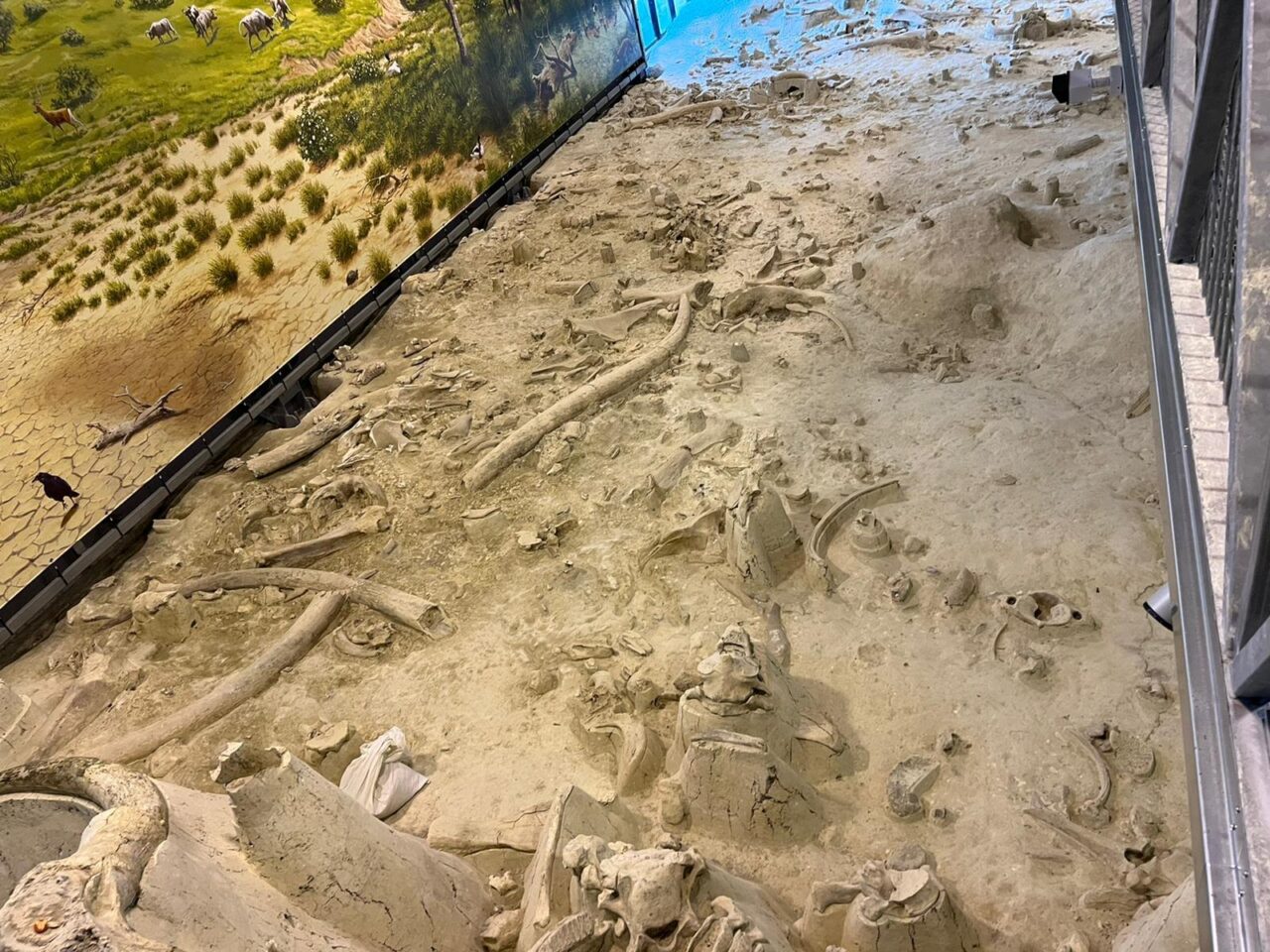 Associazione  CORNELIA ANTIQUA: Apertura straordinaria del Museo Paleontologico “La Polledrara di Cecanibbio”