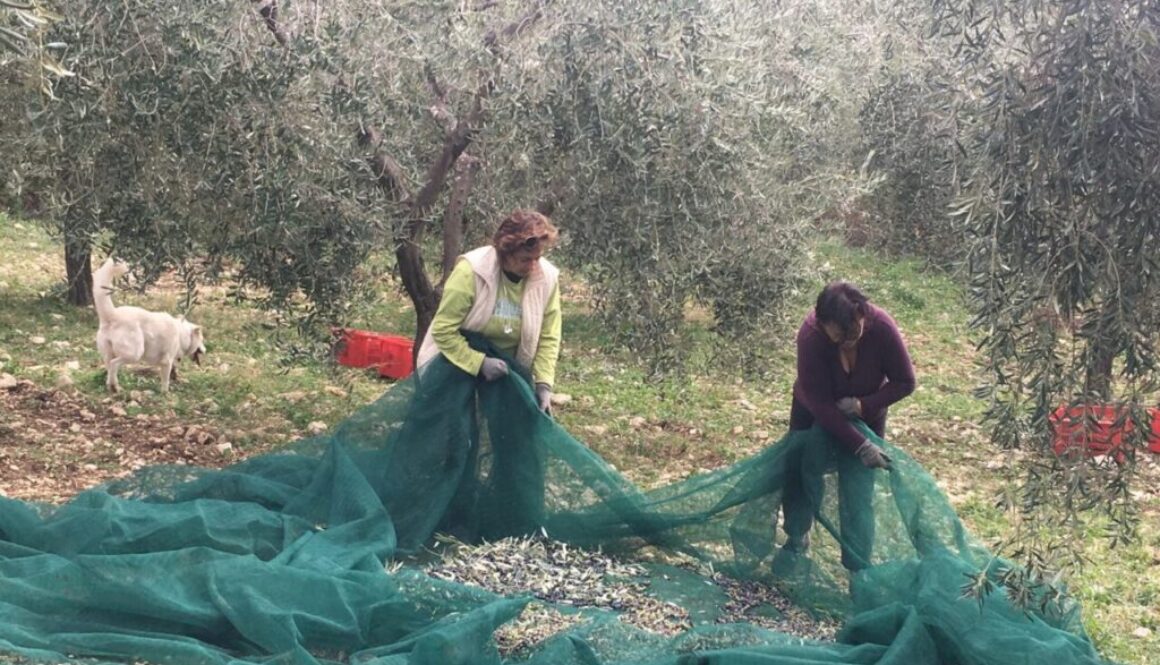 –Azienda Agricola Laura Petrocchi-MOMPEO (Rieti)