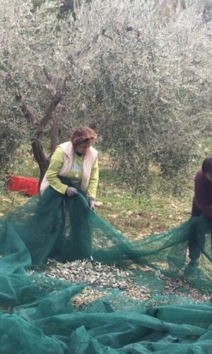 –Azienda Agricola Laura Petrocchi-MOMPEO (Rieti)