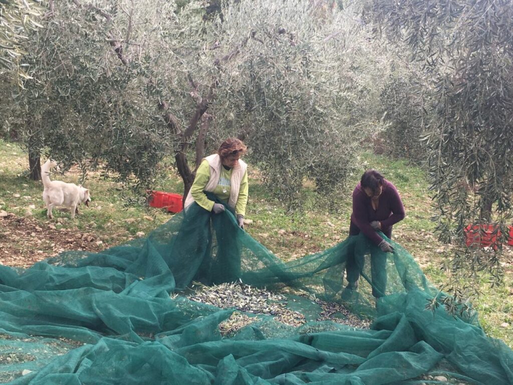 –Azienda Agricola Laura Petrocchi-MOMPEO (Rieti)