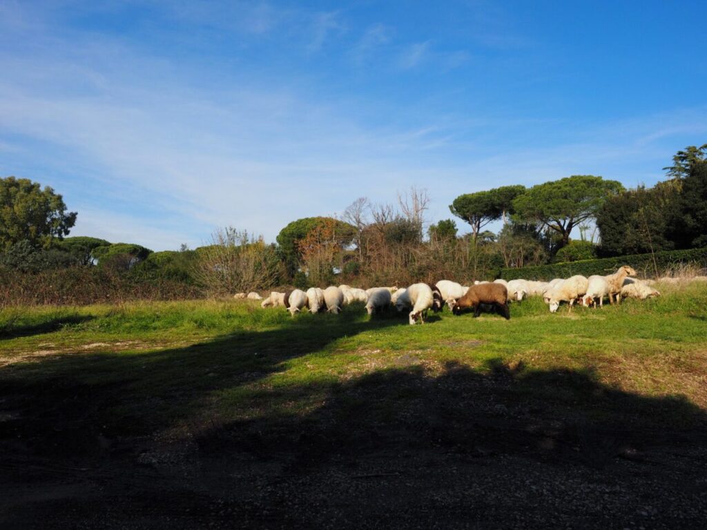 Franco Leggeri-Fotoreportage-ROMA -Torre Aurelia