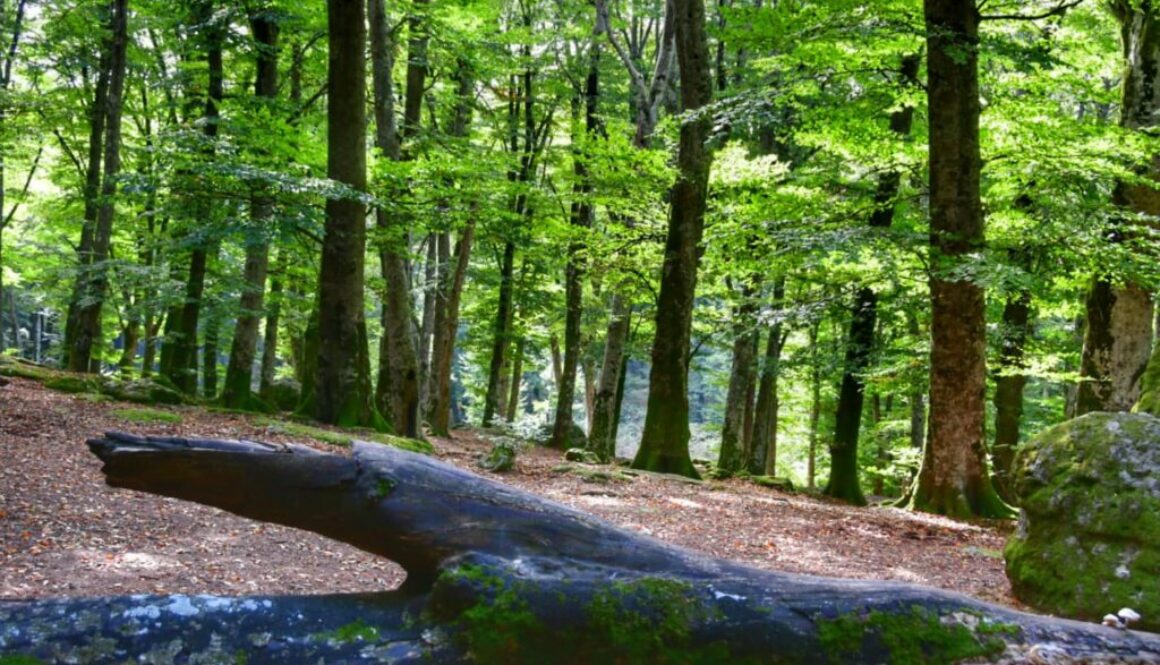 Paolo Genovesi Fotoreportage Faggeta Monte Cimino