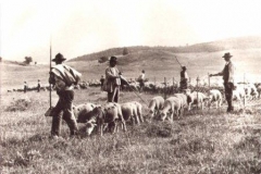 PASTORI copia