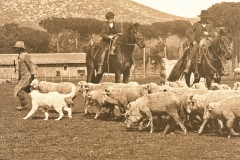 Scansiona 1 copia 12