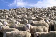 pecore copia