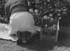 Spring in Berkeley, 1952 (Dorothea Lange)
