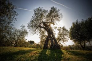olio extravergine di oliva del Lazio