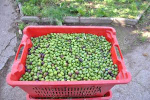 olio extravergine di oliva del Lazio