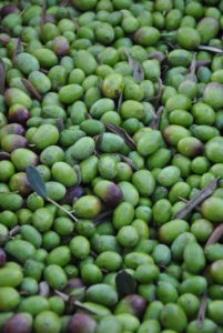 olio extravergine di oliva del Lazio
