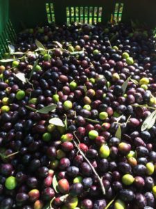 olio extravergine di oliva del Lazio