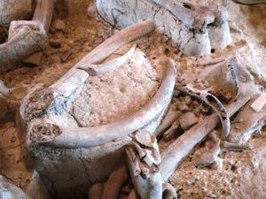 CASTEL DI GUIDO-La Polledrara di Cecanibbio- MUSEO PALEONTOLOGICO