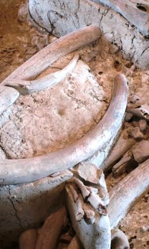 CASTEL DI GUIDO-La Polledrara di Cecanibbio- MUSEO PALEONTOLOGICO
