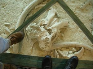 CASTEL DI GUIDO-La Polledrara di Cecanibbio- MUSEO PALEONTOLOGICO