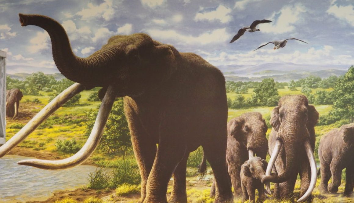 CASTEL DI GUIDO-La Polledrara di Cecanibbio- MUSEO PALEONTOLOGICO