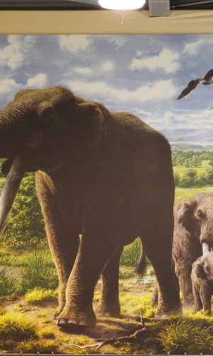 CASTEL DI GUIDO-La Polledrara di Cecanibbio- MUSEO PALEONTOLOGICO