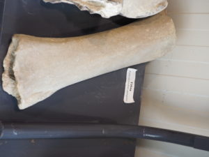 CASTEL DI GUIDO-La Polledrara di Cecanibbio- MUSEO PALEONTOLOGICO