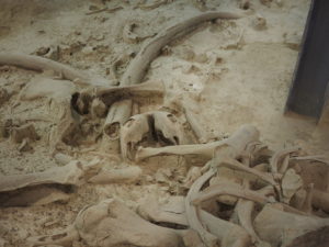 CASTEL DI GUIDO-La Polledrara di Cecanibbio- MUSEO PALEONTOLOGICO