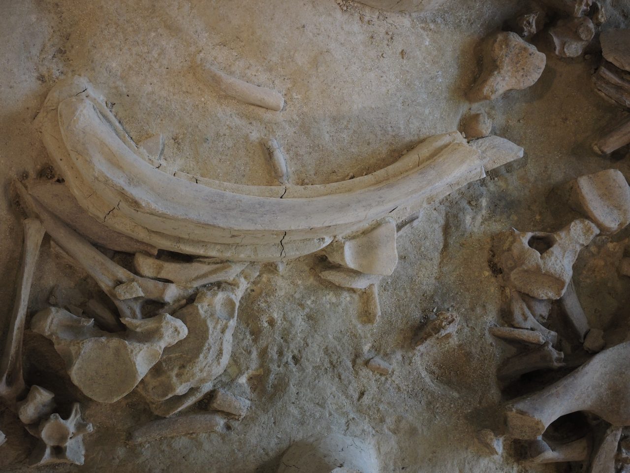 CASTEL DI GUIDO-La Polledrara di Cecanibbio- MUSEO PALEONTOLOGICO