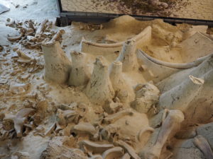 CASTEL DI GUIDO-La Polledrara di Cecanibbio- MUSEO PALEONTOLOGICO