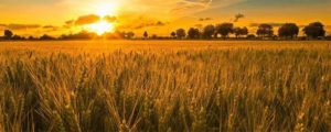 grano italiano