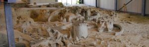 CASTEL DI GUIDO-La Polledrara di Cecanibbio- MUSEO PALEONTOLOGICO