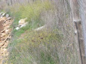 MASSIMINA - MASSA GALLESINA (via Monachina-via Fosso della Questione)-CASAL SELCE Foto lavori anno 2009