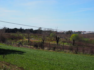 Foto Sito Archeologico marzo 2017 --MASSIMINA - MASSA GALLESINA (via Monachina-via Fosso della Questione)-CASAL SELCE -