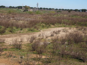 Foto Sito Archeologico marzo 2017 --MASSIMINA - MASSA GALLESINA (via Monachina-via Fosso della Questione)-CASAL SELCE -
