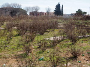Foto Sito Archeologico marzo 2017 --MASSIMINA - MASSA GALLESINA (via Monachina-via Fosso della Questione)-CASAL SELCE -