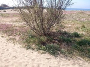 FREGENE-NUOVA VITA PER LA SPIAGGIA DI FELLINI 