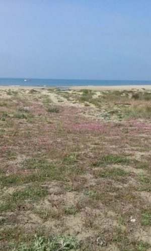 FREGENE-NUOVA VITA PER LA SPIAGGIA DI FELLINI