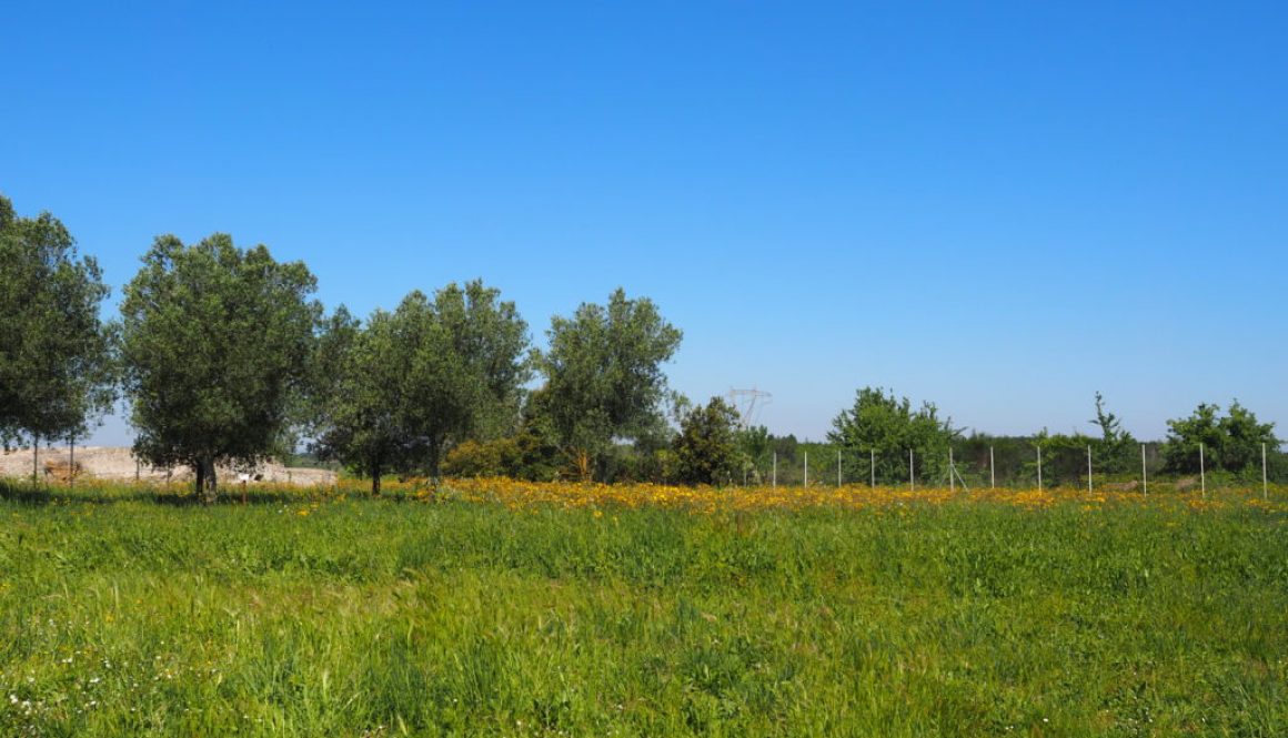 CASTEL DI GUIDO, VILLA ROMANA DELLE COLONNACCE : “Il Giardino Antico”