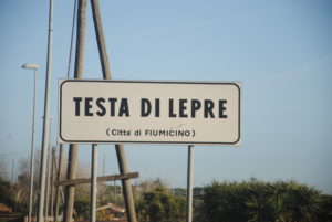 TESTA di LEPRE 