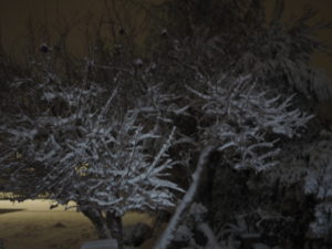 Neve a Castel di Guido - Residenza Aurelia 26 febb 2018