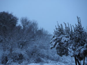 Neve a Castel di Guido - Residenza Aurelia -ore 8:30 del 26 febb 2018